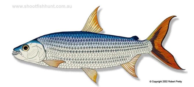 Tigerfish; Africa’s Toothy Sportfish.