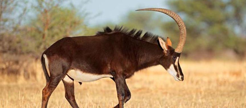 Some Truths About Trophy Hunting – Part 1 Some Truths About Trophy Hunting – Part 1