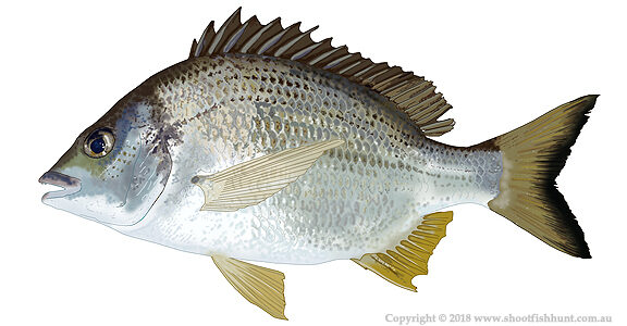Lure Fishing for Bream