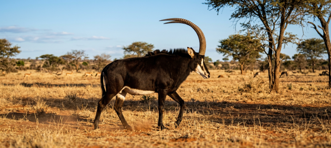 Some Truths About Trophy Hunting – Part 1